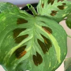 Variegated Prayer Plant Maranta